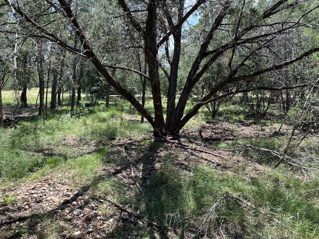 533 Squirrel Bend Uvalde, TX 78801 - Photo 11 of 19 a view of tree