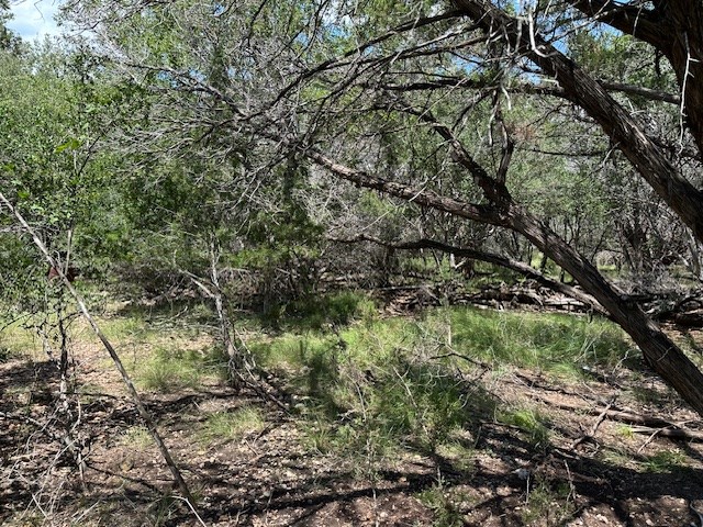 533 Squirrel Bend Uvalde, TX 78801 - Photo 6 of 19 a view of a tree in a forest