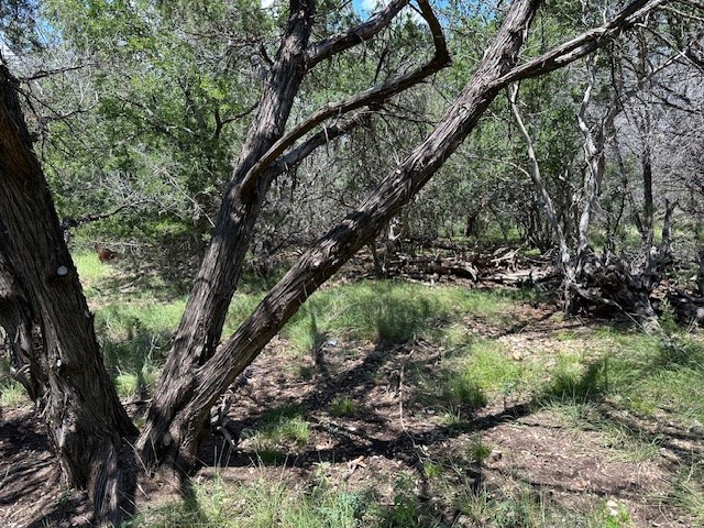 533 Squirrel Bend Uvalde, TX 78801 - Photo 8 of 19 a big yard with lots of green space