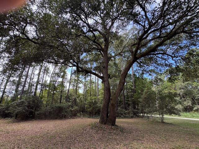 9715 2 Pines Road McClellanville, SC 29458 - Photo 49 of 55 Live oak