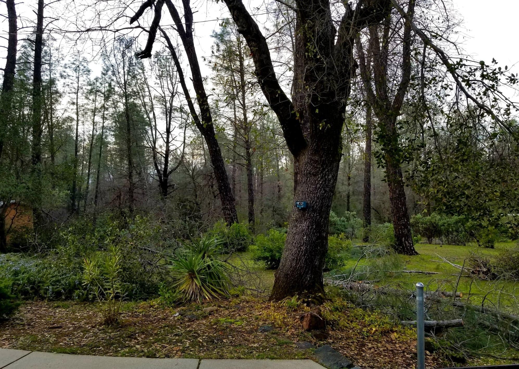 3083 Keswick Dam Road Redding, CA 96003 - Photo 6 of 19 a view of a forest