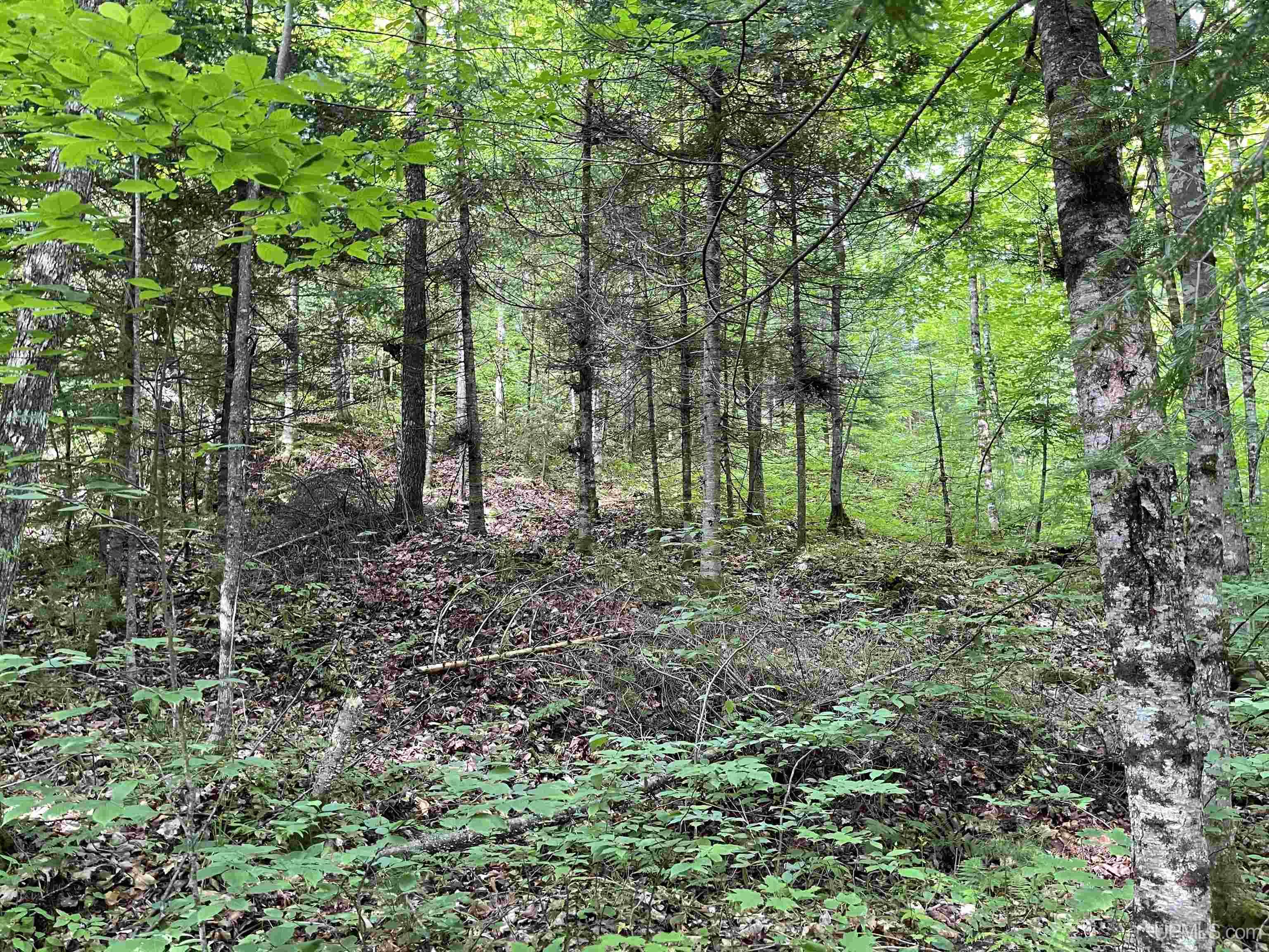24-acres Cooper Lake Road Ishpeming, MI 49849 - Photo 4 of 13