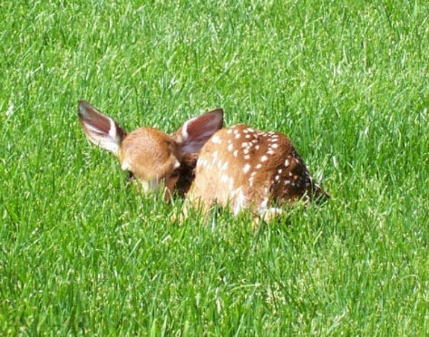 6250 Ingalls Road Belding, MI 48809 - Photo 38 of 41 Fawn 2