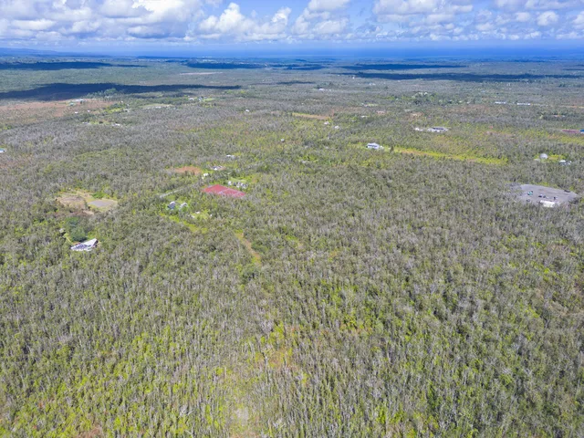 a view of a bunch of trees and bushes
