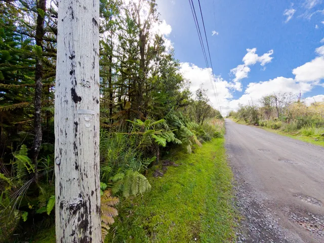 a view of a garden with plants