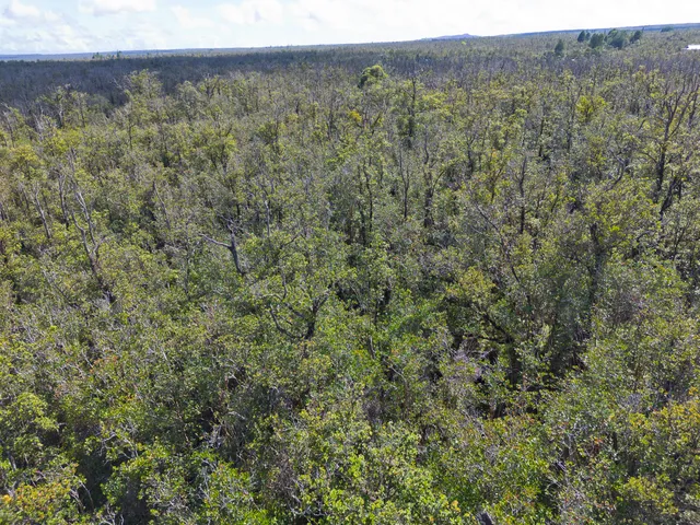 a view of a forest with a tree