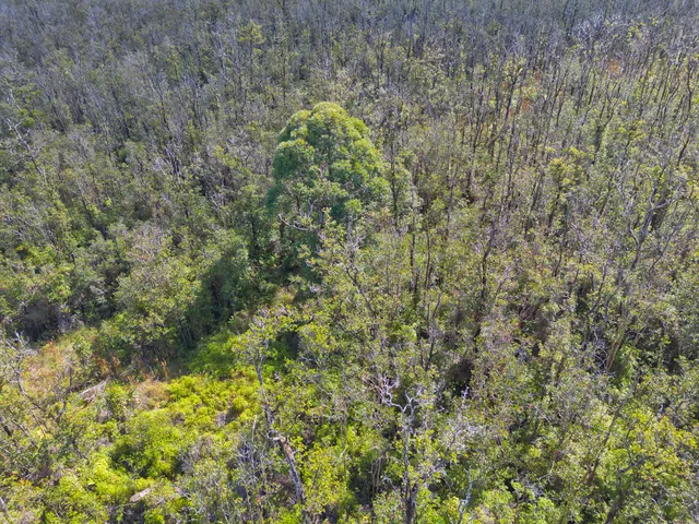a view of a field with plants and trees