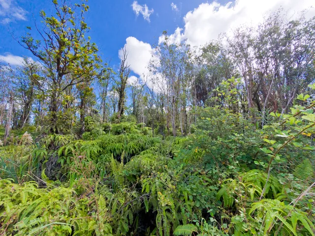 a view of a garden with plants