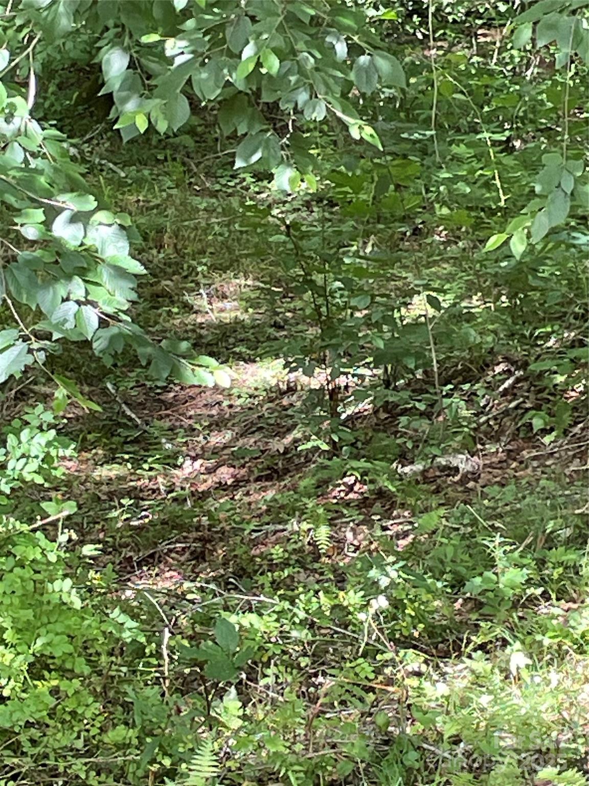 686 Mash Stomp Road Maggie Valley, NC 28751 - Photo 9 of 12