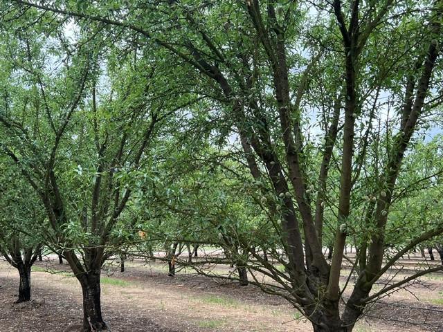 0 Berry Road Rio Oso, CA 95674 - Photo 5 of 11
