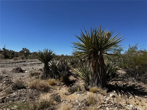 a view of a palm tree with a yard