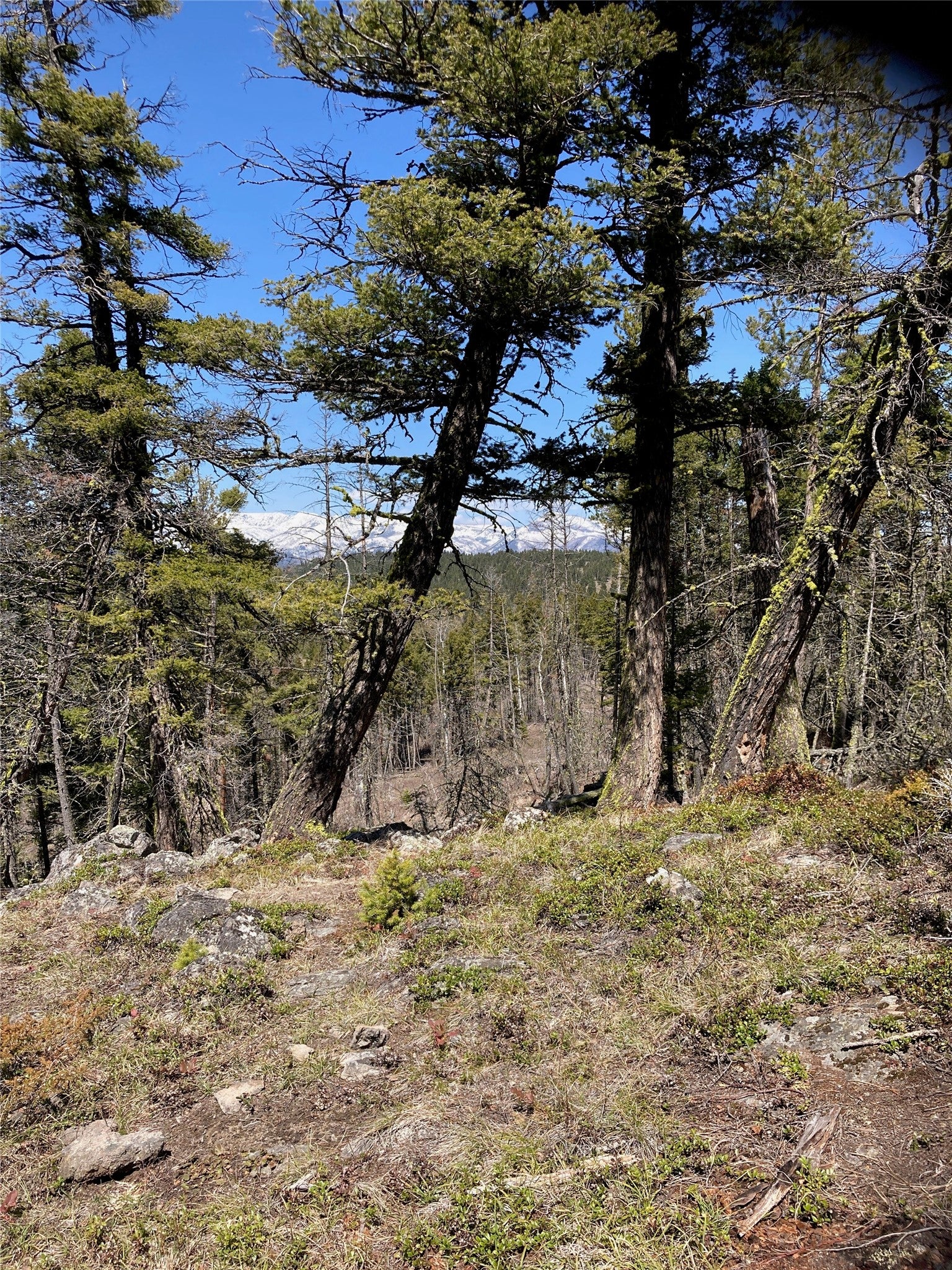 3595 Bear Gulch Road Lincoln, MT 59639 - Photo 21 of 57 Gallery Image 21