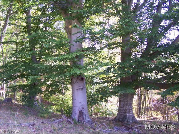3067 Munday Road Elizabeth, WV 26143 - Photo 23 of 23 Large trees to view