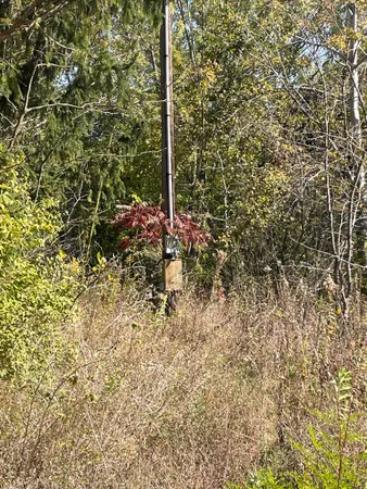 a view of a tree in a yard
