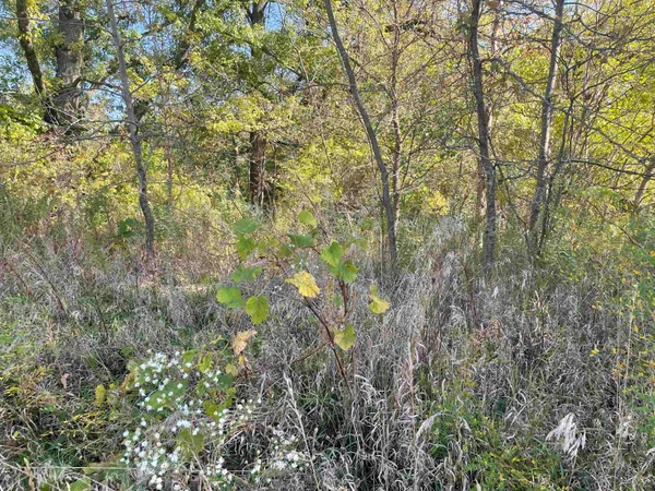 a view of a yard with a tree