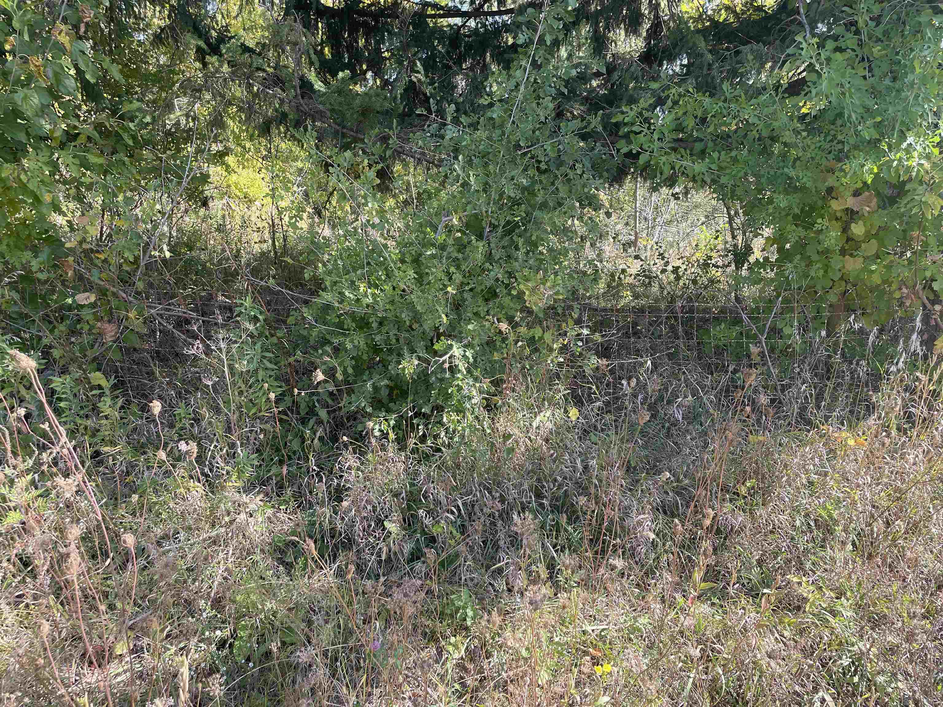 605 North Blackjack Road Galena, IL 61036 - Photo 9 of 11 a view of a lush green forest with large trees