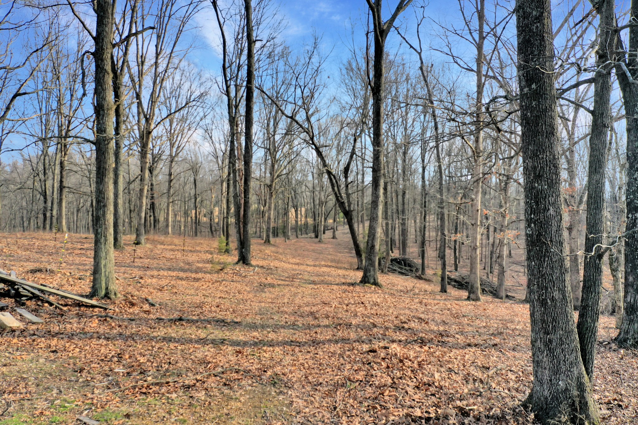 1041 Old Mt Vernon Road Bethpage, TN 37022 - Photo 46 of 46 a backyard of a house with trees