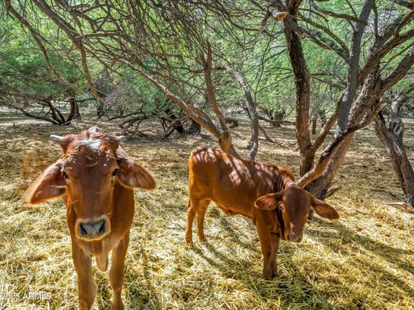 $1,795,000 | 4489 North Ocotillo Road, Benson, AZ 85602
