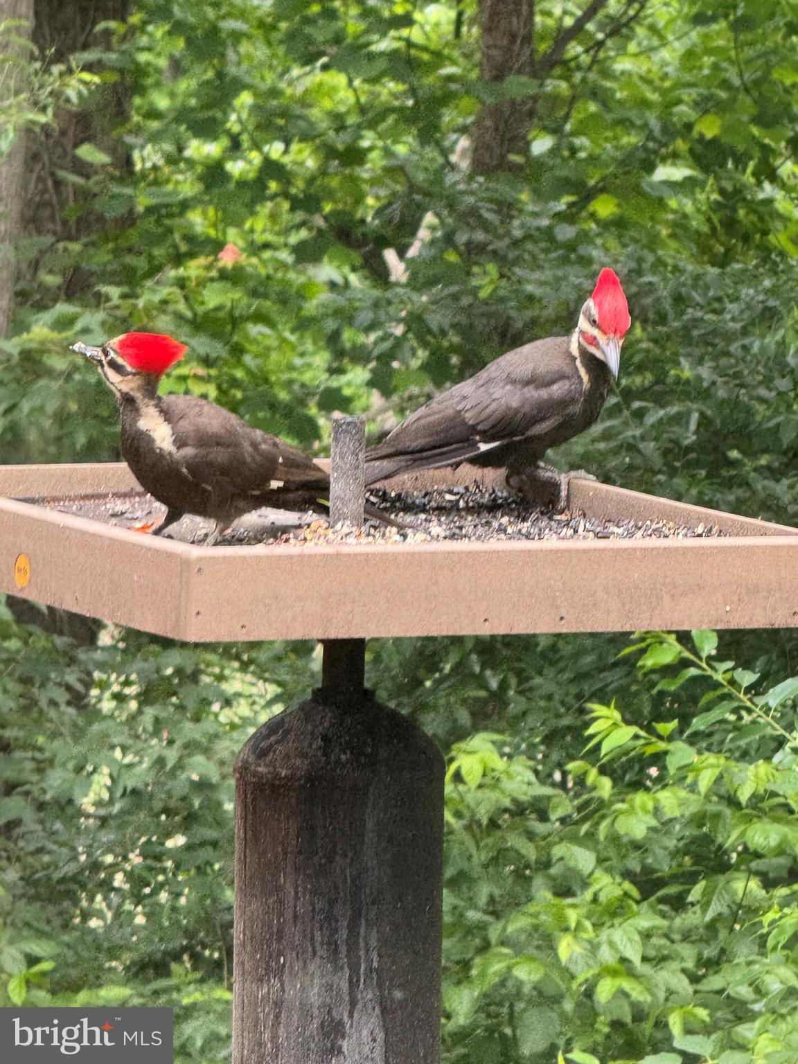 39 Windwhisper Lane Annapolis, MD 21403 - Photo 12 of 64 a bird view of a tree with a yard