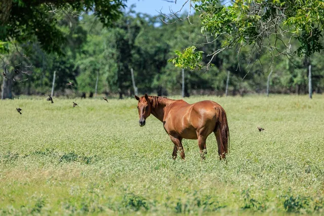 a view of yard with table and chairs