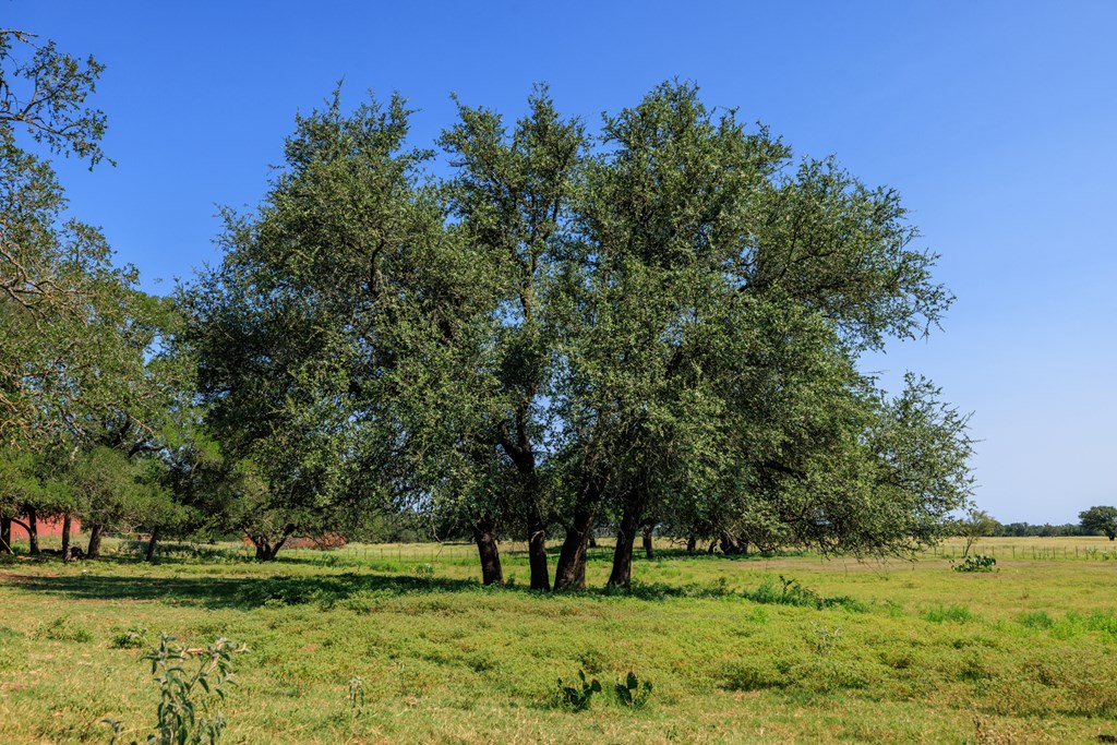 234 Nelson-rouse Road Fredericksburg, TX 78624 - Photo 40 of 41 a view of grassy field with trees