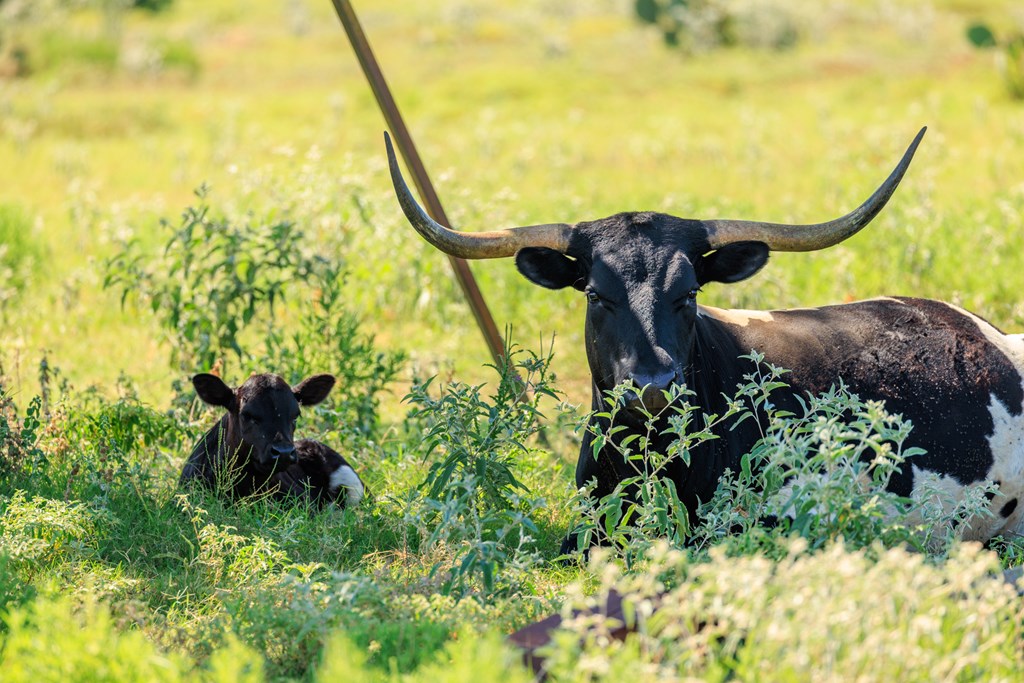 234 Nelson-rouse Road Fredericksburg, TX 78624 - Photo 41 of 41 a view of a fountain