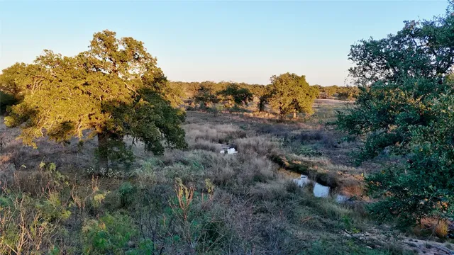 a view of a tree in a field with a tree