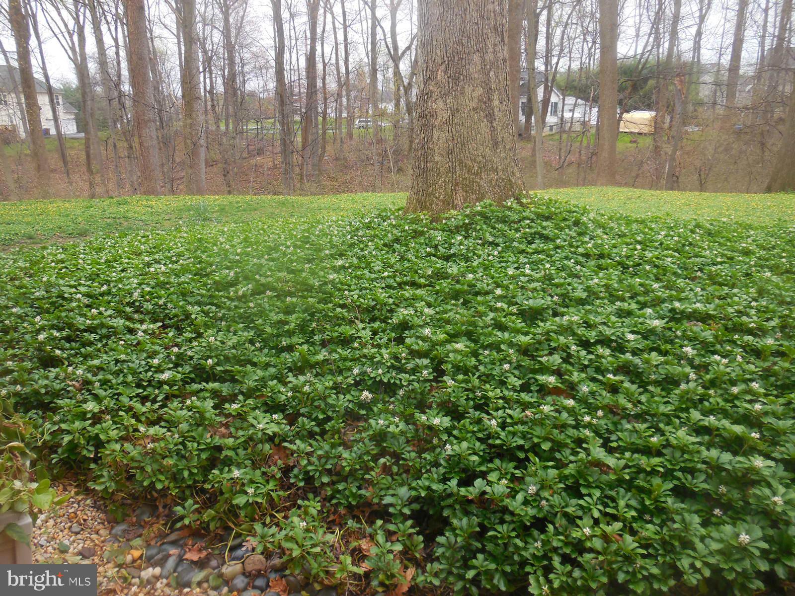 1908 Norvale Road Silver Spring, MD 20906 - Photo 4 of 30 a view of backyard with tree