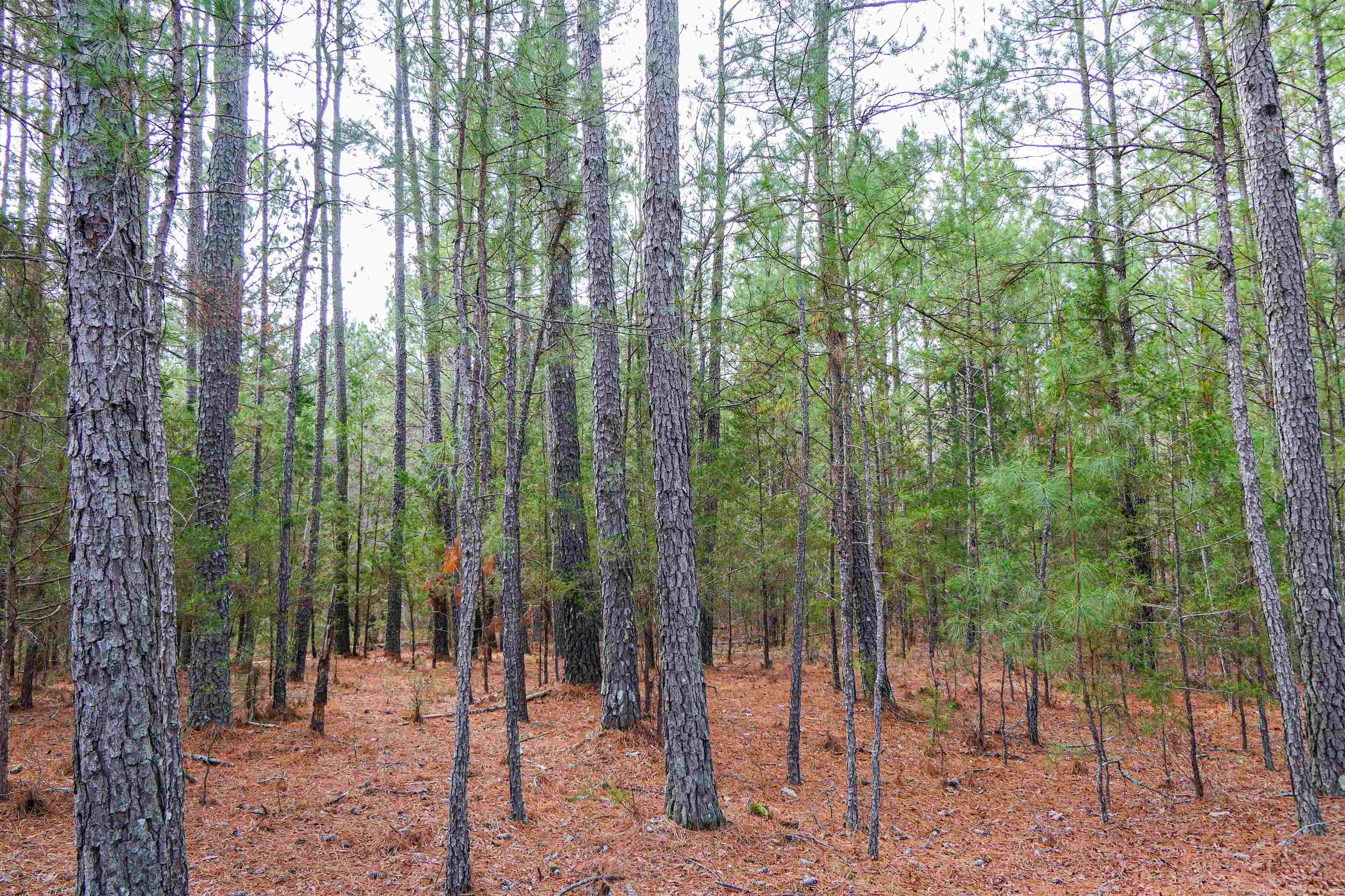 3062 State Rd S-44-24 Carlisle, SC 29031 - Photo 5 of 9