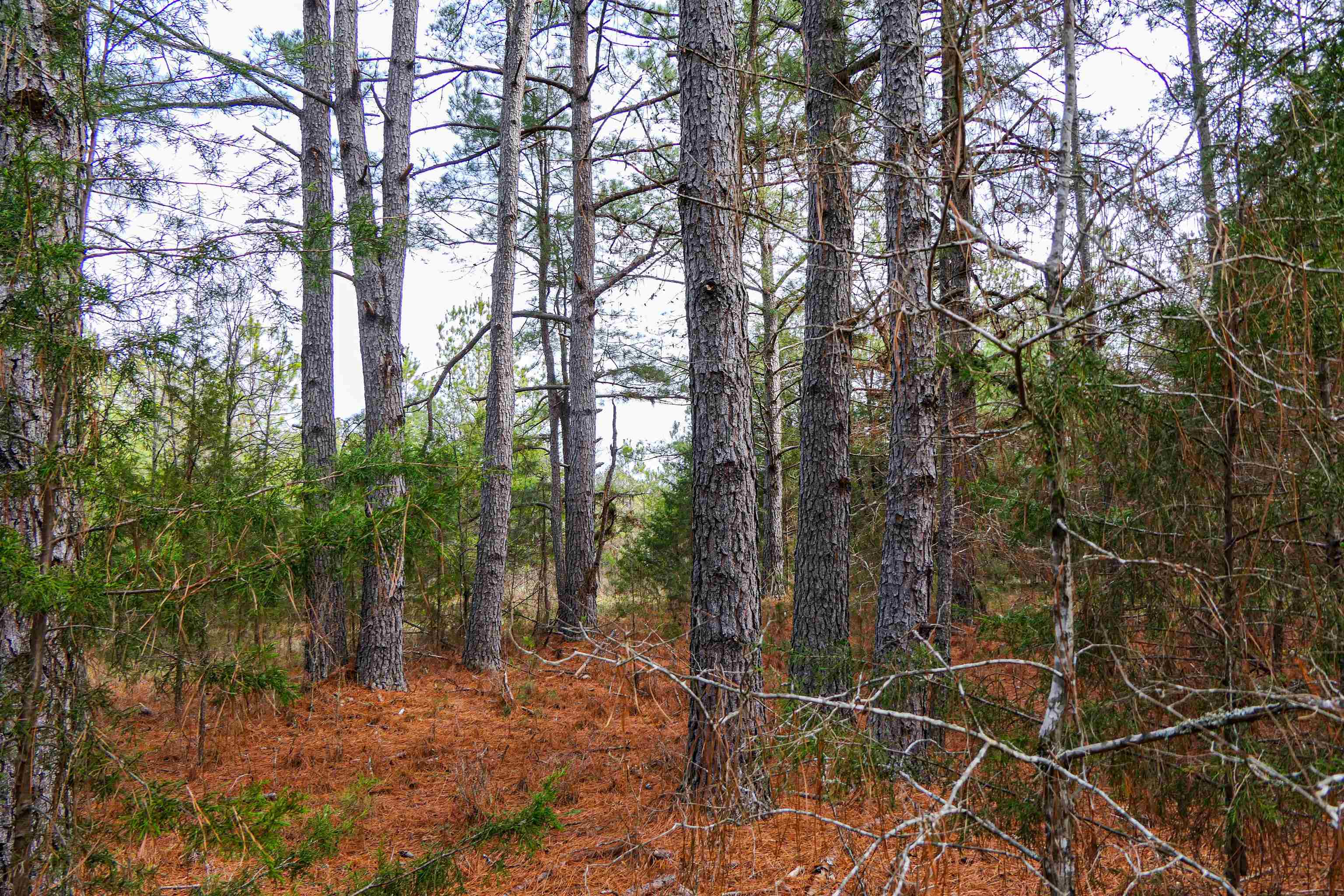 3062 State Rd S-44-24 Carlisle, SC 29031 - Photo 6 of 9