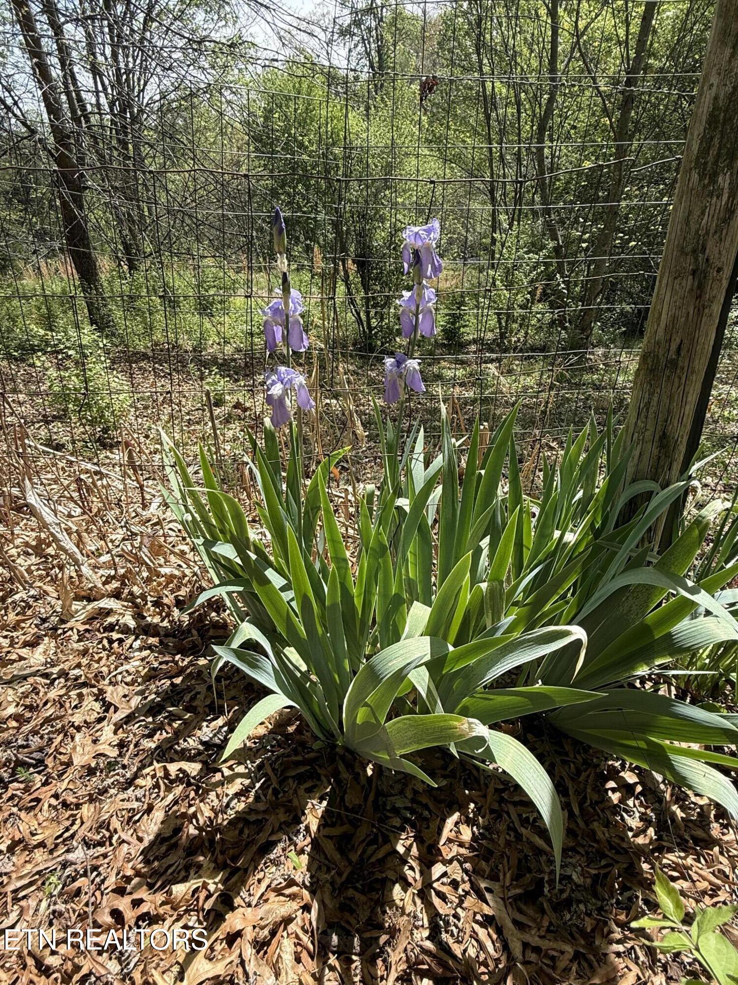 947 North Old Grey Ridge Road Friendsville, TN 37737 - Photo 12 of 55 IMG_2808