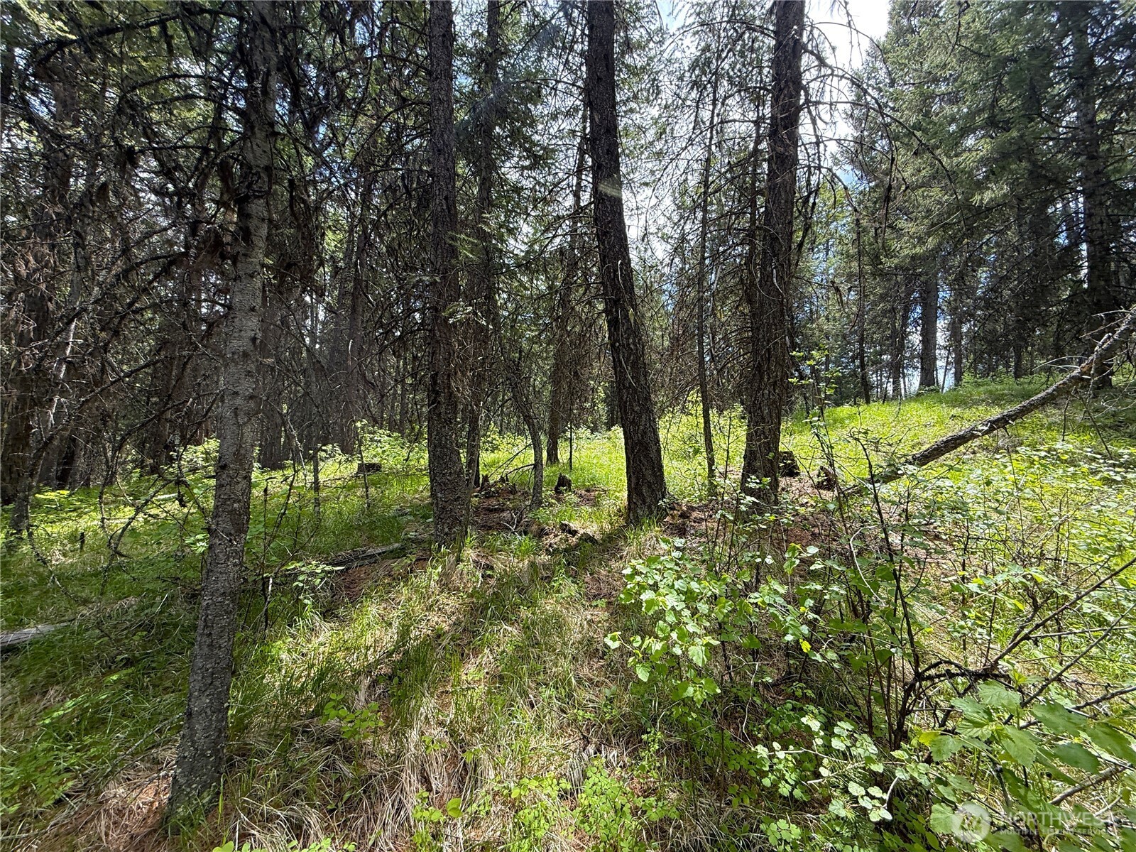 0 Knob Hl Road East Republic, WA 99166 - Photo 2 of 31 a view of outdoor space and trees