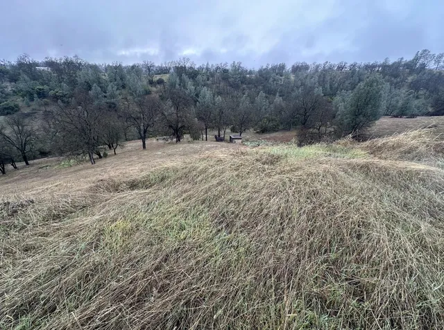 a view of a backyard with table and chairs potted plants and large tree