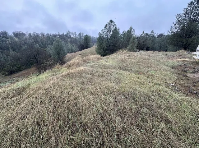 a view of a dry yard with trees