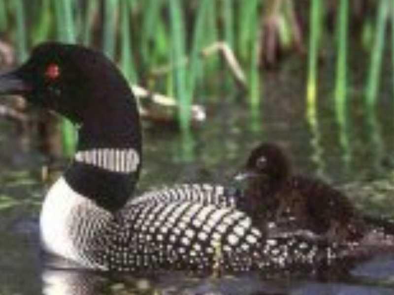 Lot 7 Old County Road Rockland, ME 04841 - Photo 34 of 35 Other. The loons frequent the...