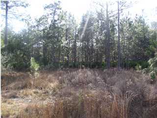 Xx Coochee Road Santa Rosa Beach, FL 32459 - Photo 1 of 2 Gallery Image 1