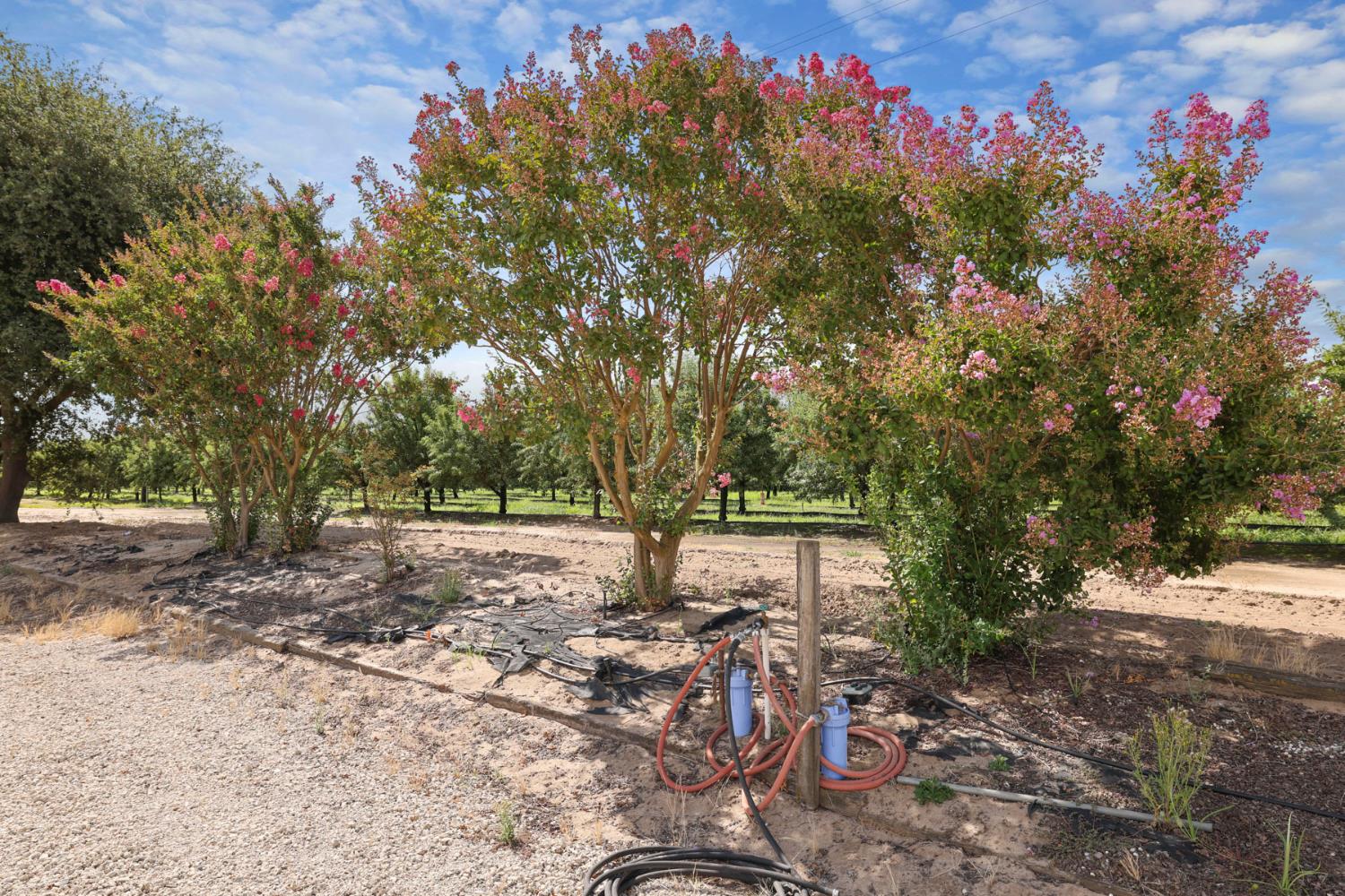 30112 Hall Road Escalon, CA 95320 - Photo 46 of 59