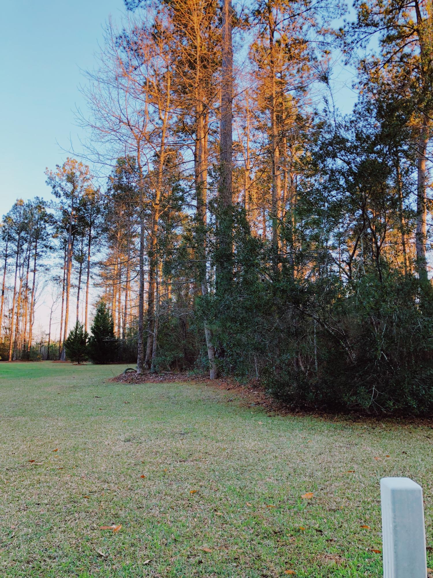 2080 Briar Bend Road, Unit LOT 14 Ridgeville, SC 29472 - Photo 5 of 14 From Briar Bend Road left hand side