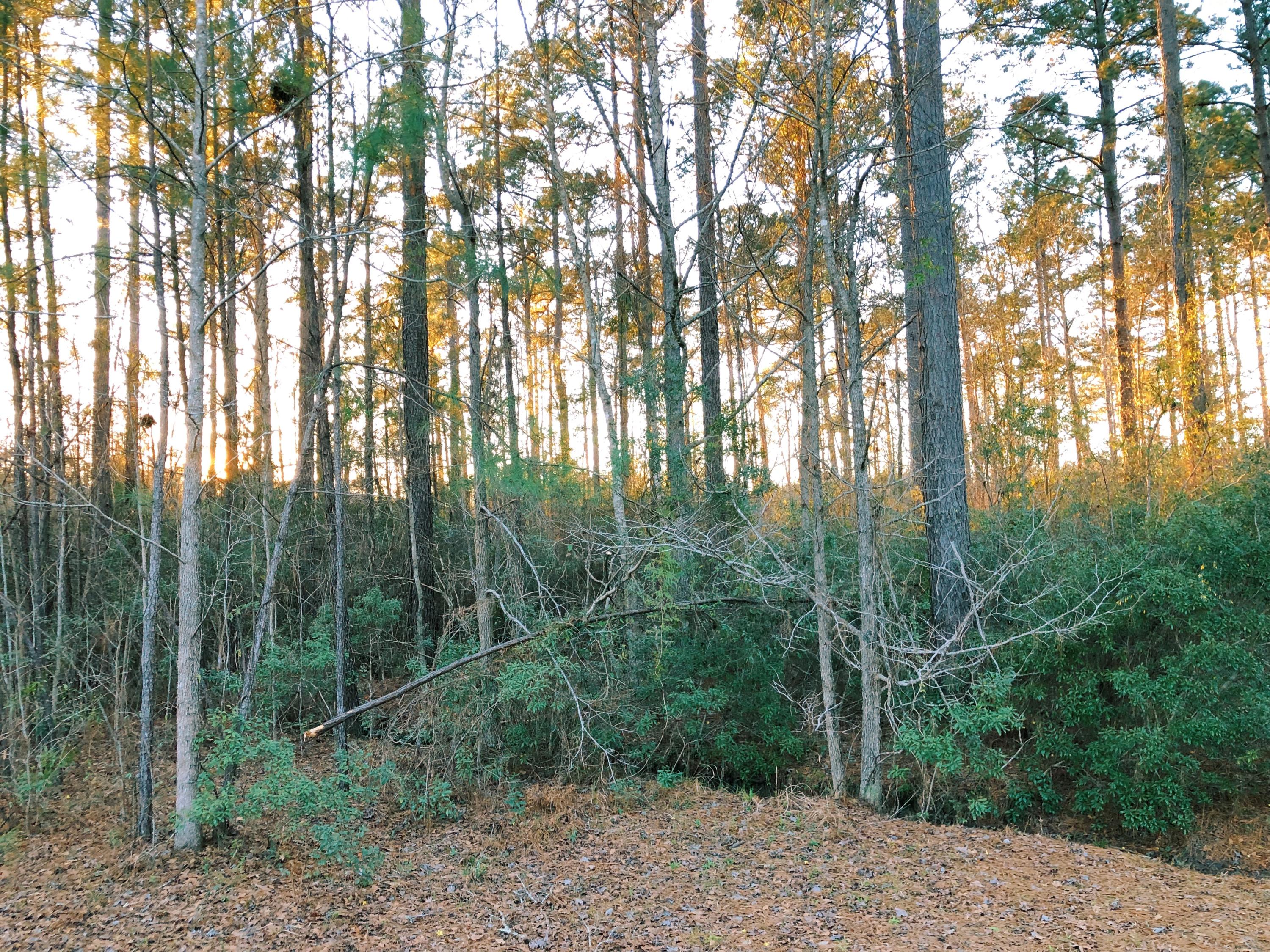 2080 Briar Bend Road, Unit LOT 14 Ridgeville, SC 29472 - Photo 6 of 14 From back lot 14 looking towards street