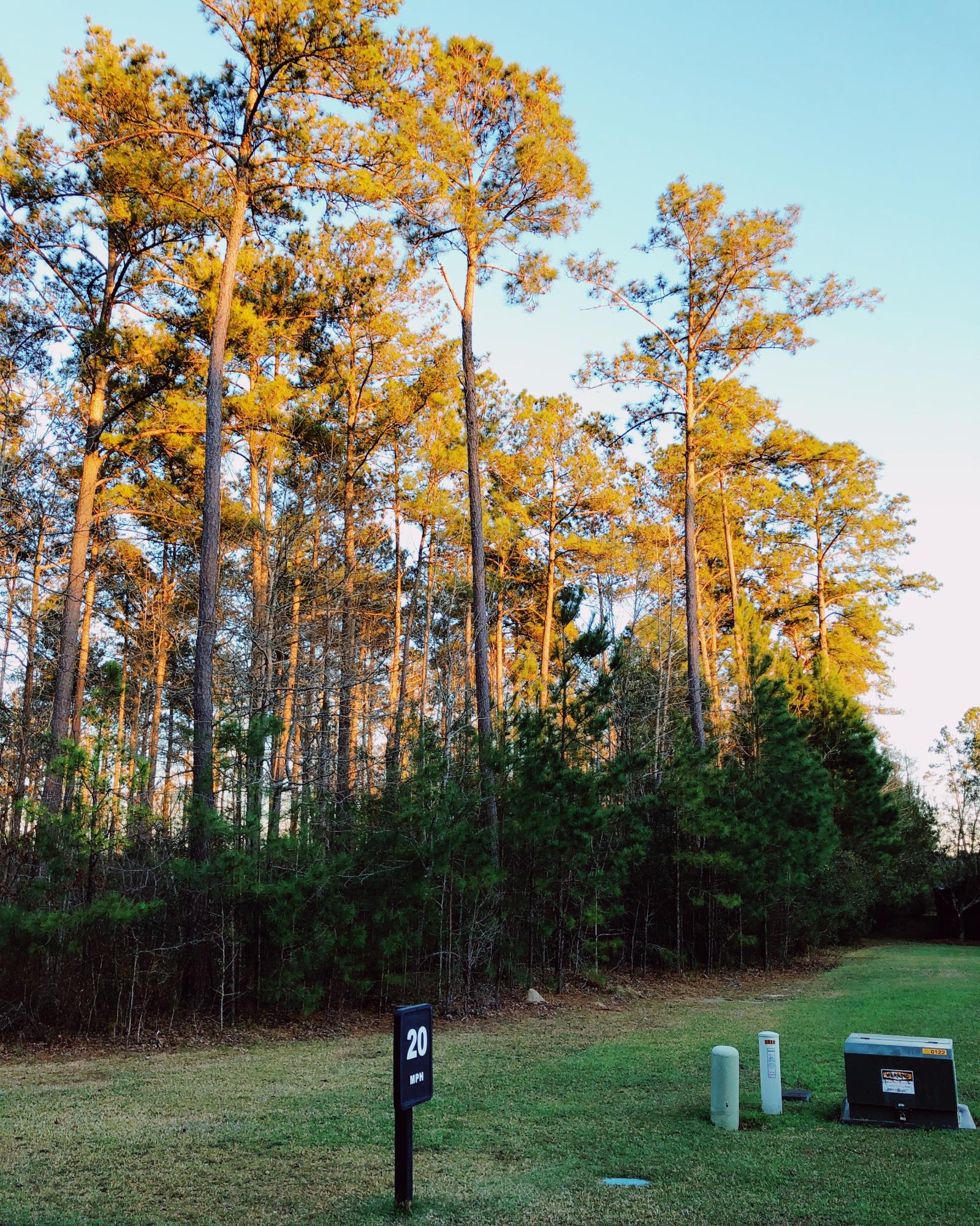 2080 Briar Bend Road, Unit LOT 14 Ridgeville, SC 29472 - Photo 7 of 14 Right side from street