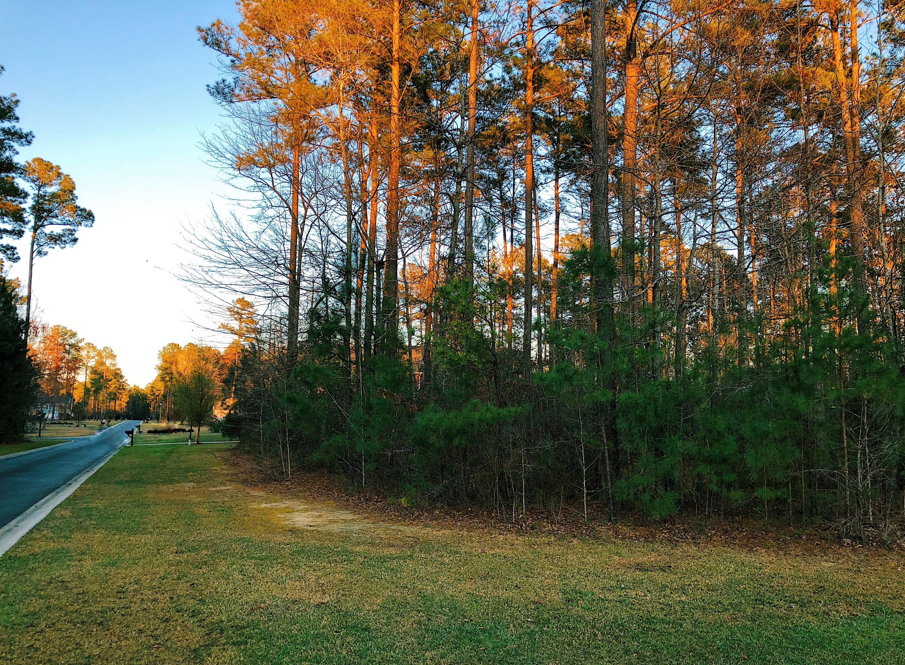 2080 Briar Bend Road, Unit LOT 14 Ridgeville, SC 29472 - Photo 8 of 14 From the right side of lot 14