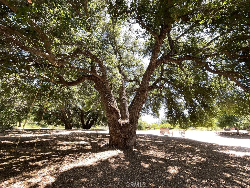 a view of a tree in the middle of a yard