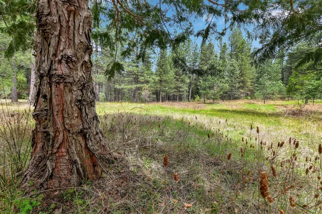 a view of a yard with a tree