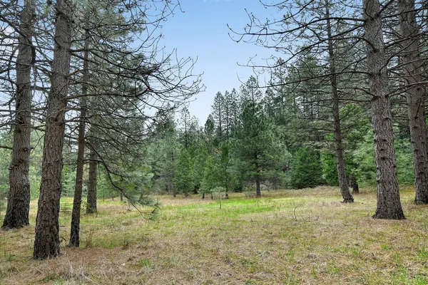 a view of a forest with trees in the background