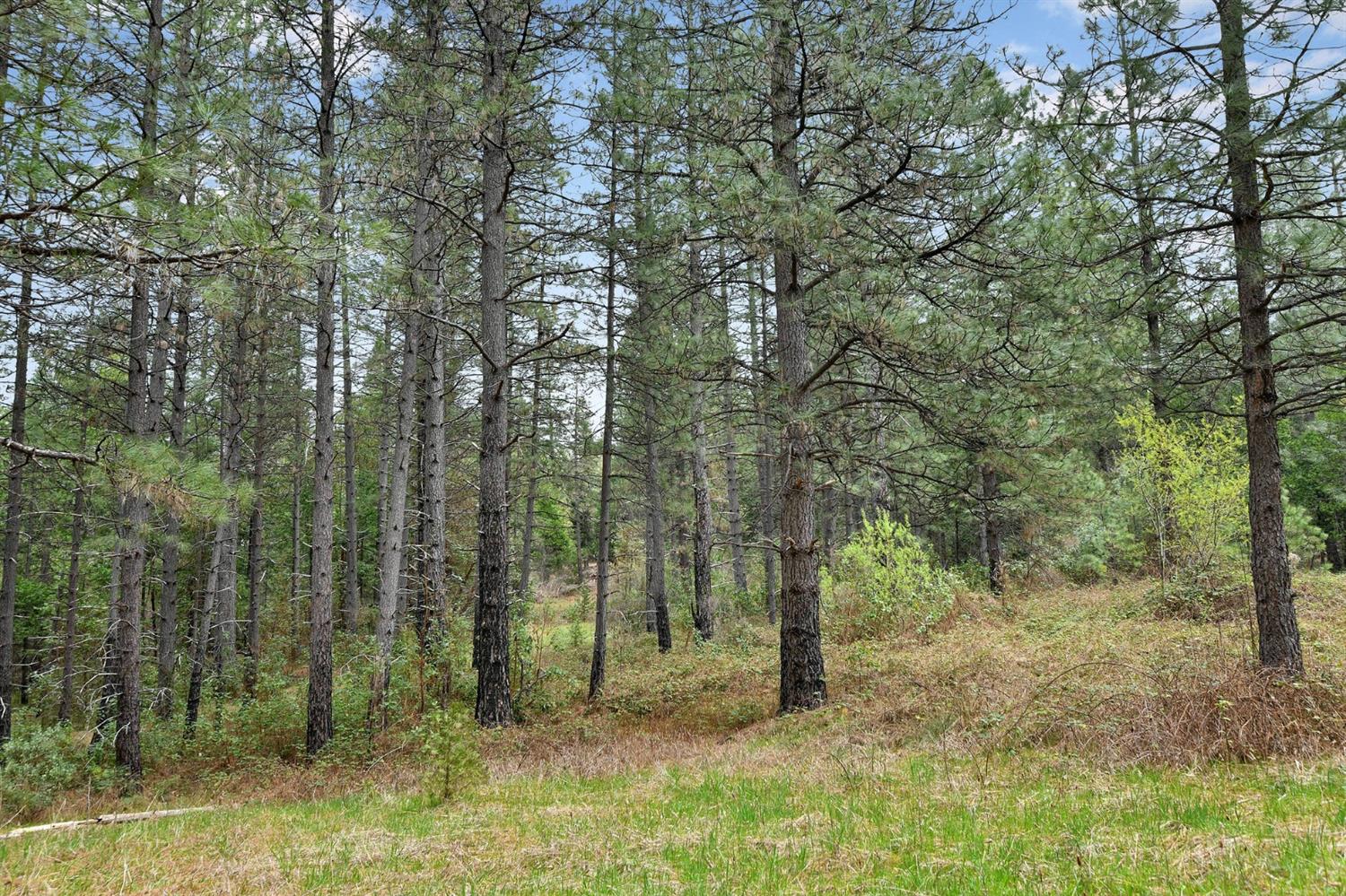 13824 Baker Road Camptonville, CA 95922 - Photo 12 of 28
