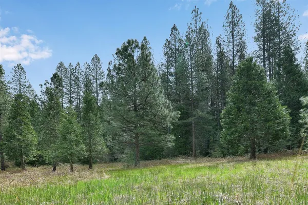 a view of a lush green forest
