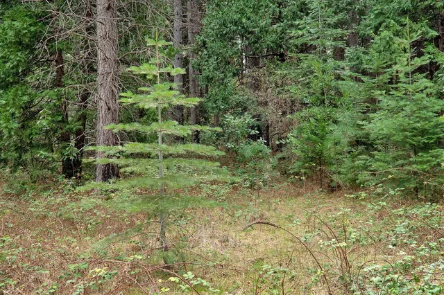 a view of outdoor space with green field and trees