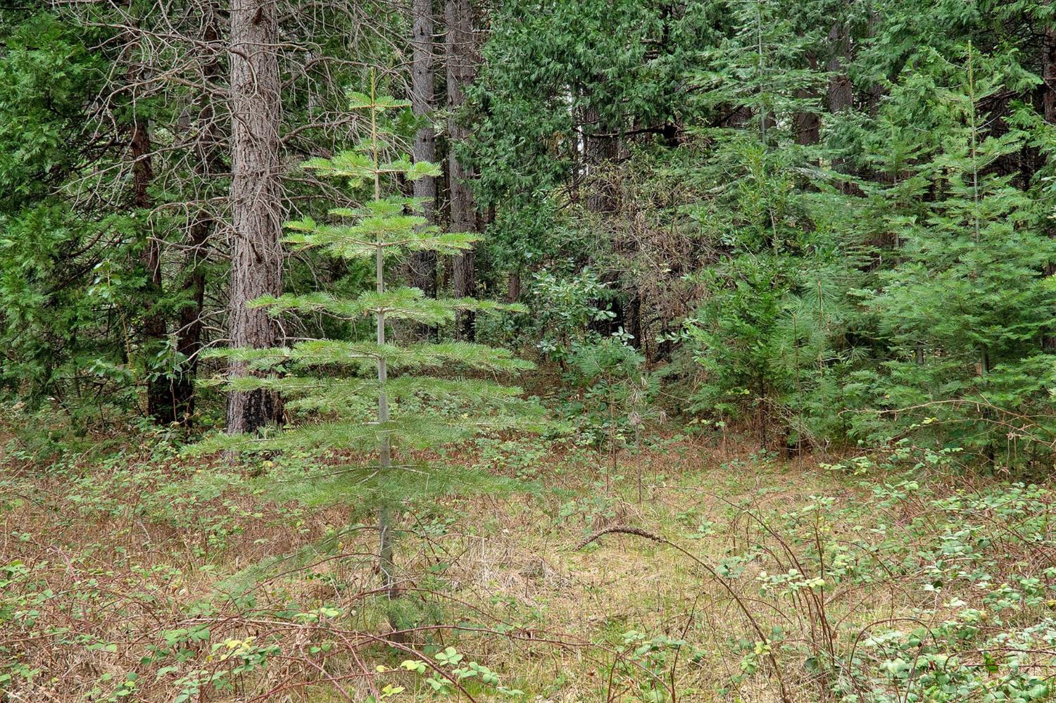 13824 Baker Road Camptonville, CA 95922 - Photo 16 of 28