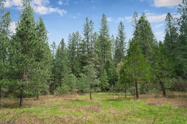 a view of a yard with large trees