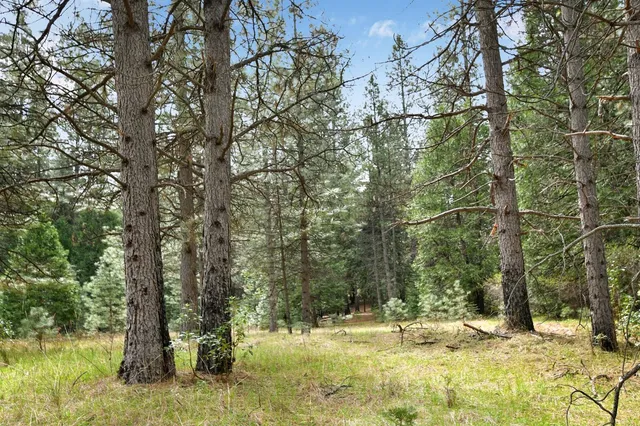 a view of yard with green space and trees